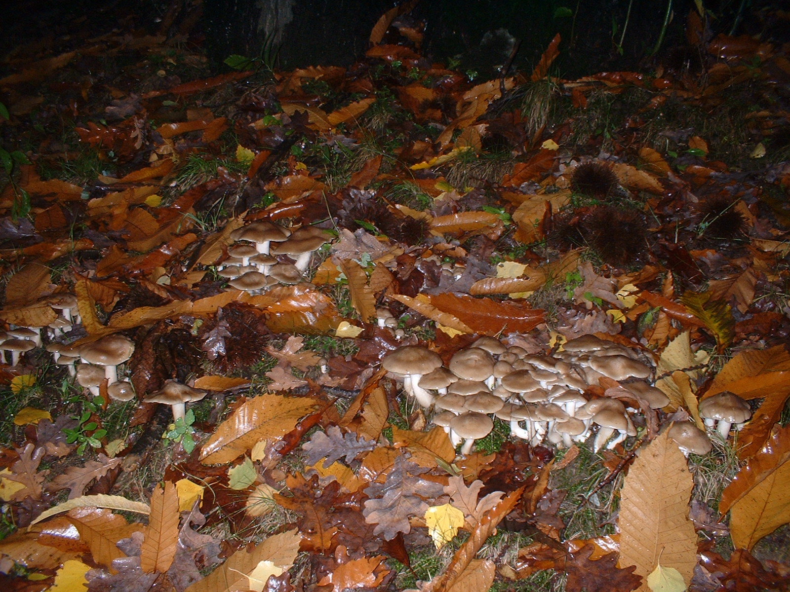 Riconoscete questi funghi??
